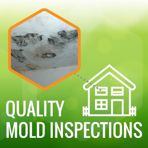 Mold Inspection